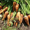 Carrots St Valery 